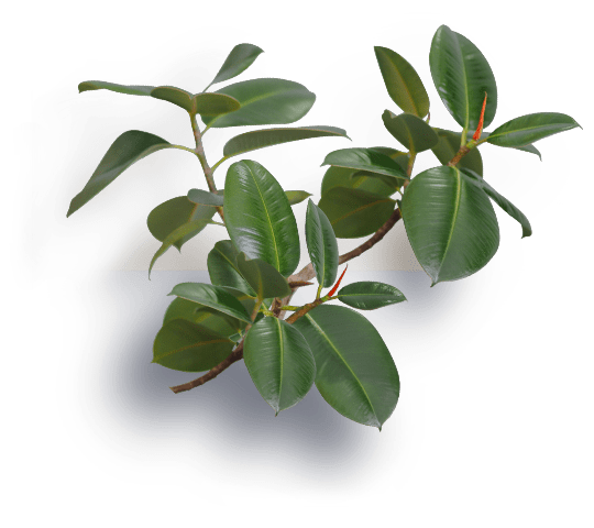 Ficus