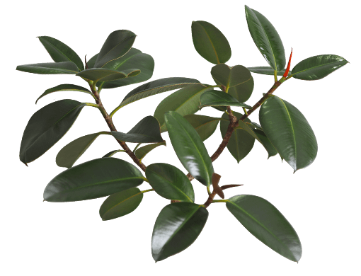 Ficus