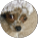 Scarwartz